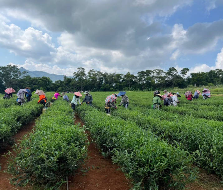 独一无二 全国松韵小叶种红茶特等奖（增美制茶厂 曾郁芳 曾义港）